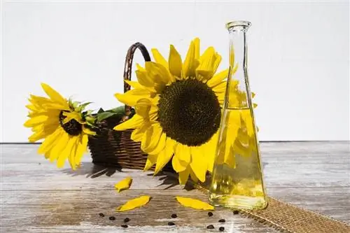 ¿Pueden los gatos beber aceite de girasol? Beneficios & Peligros potenciales