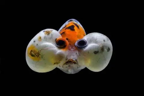 Bubble Eye Goldfish: ma'lumot, parvarish bo'yicha qo'llanma, rasmlar & Batafsil