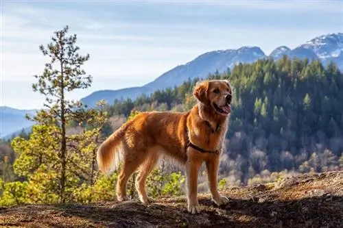 golden retriever canadense em pé no penhasco