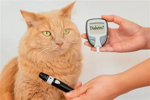 Ang may-ari ng pusa habang sinusukat ang blood sugar value ng kanyang pusa