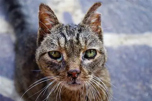 May Sakit na Sugatang Pusa