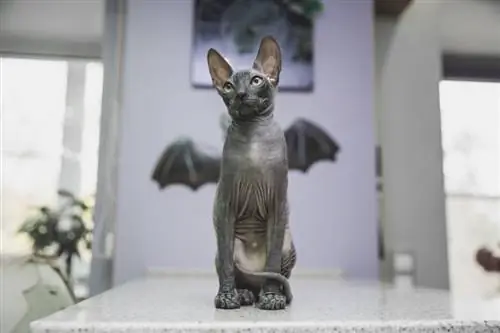 chat sphynx noir