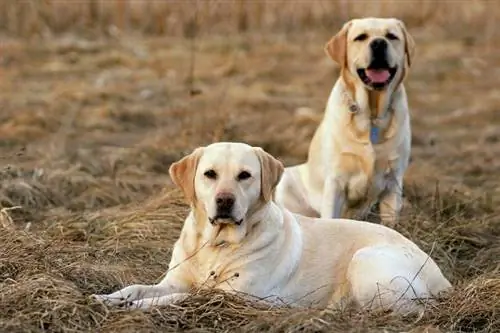 Labrador männlich und weiblich