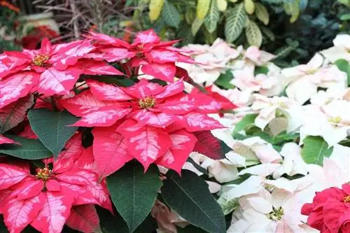 Poinsettias mushuklar uchun toksikmi? Salomatlik uchun potentsial xavflar