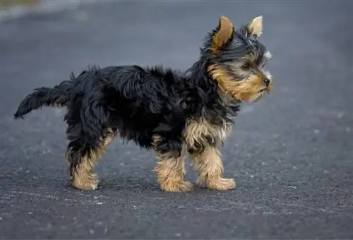 Yorkshire-Terrier