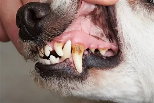 cuidar dos dentes de um cão