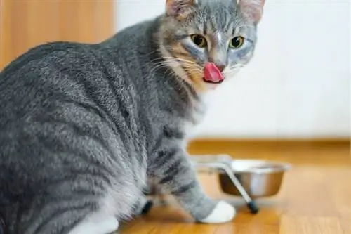 gato lambendo a boca depois de comer