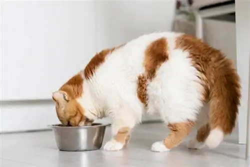 Gato bonito comendo comida da tigela