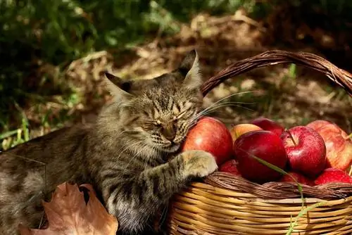 Un bonic gat ratllat és a prop de la cistella amb pomes vermelles madures i carbassa al jardí de tardor