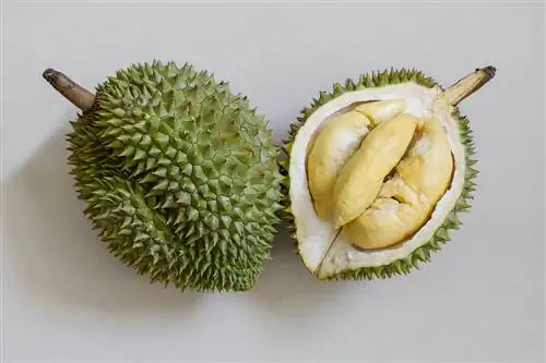 Mogu li mačke jesti durian? Što trebaš znati