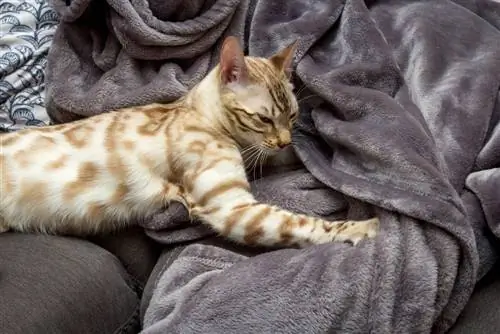 bengal kneading daim pam