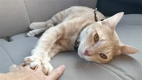 kucing berbaring di tempat duduk penumpang dalam kereta sambil menguli tangan pemilik