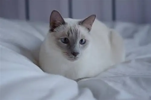 Lilac point siamese paka