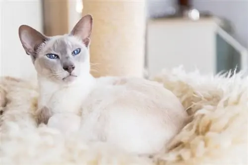 Lilac point siamese paka