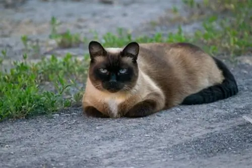 siames katt liggande på marken