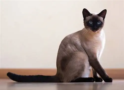 siamese kat zittend op de vloer