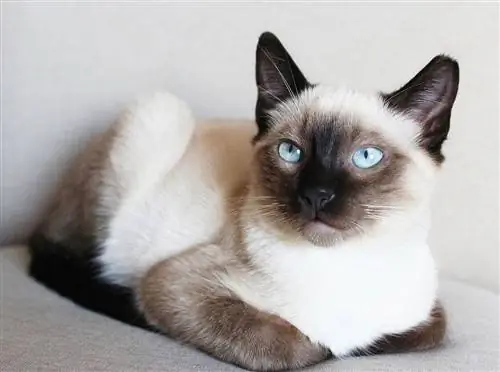 Mais de 150 nomes de gatos siameses: nossas melhores escolhas para seu gato elegante e exclusivo