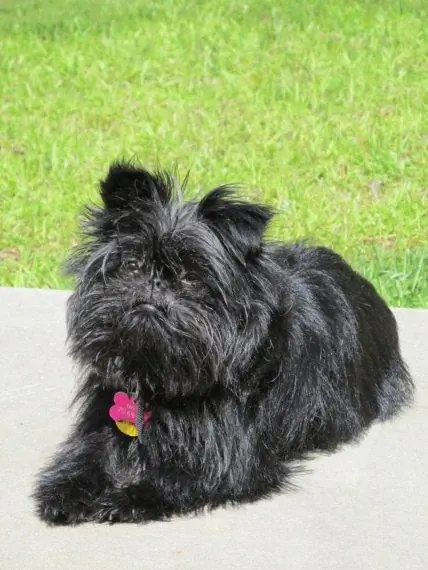 Zwarte Affenpinscher