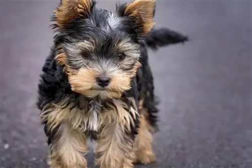 Yorkshire-Terrier