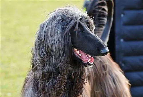 Afghaanse windhond close-up