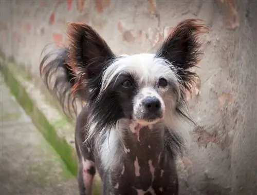 cão de crista chinês