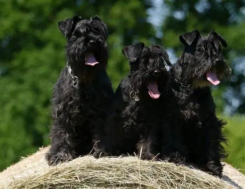 Três Schnauzers pretos