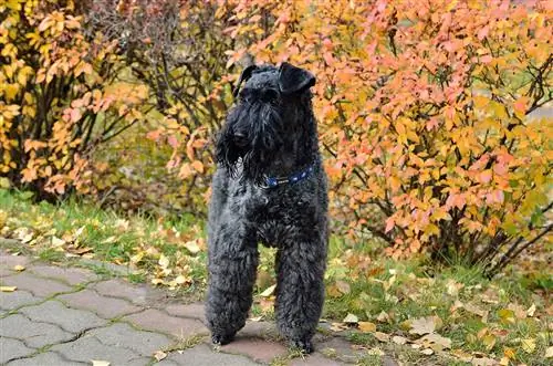 kerry blu terrier