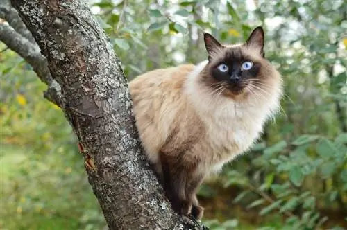 Gato balinés sentado en un cerezo