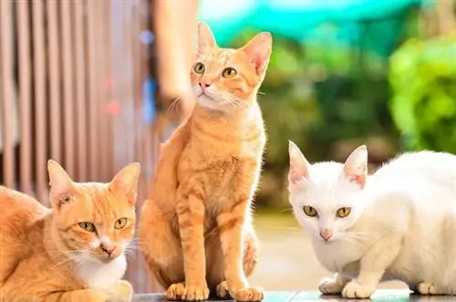 drie huiskatten buiten