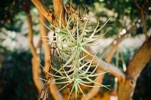 tillandsia