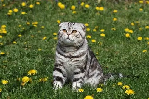 korthaar kat zittend in het gras