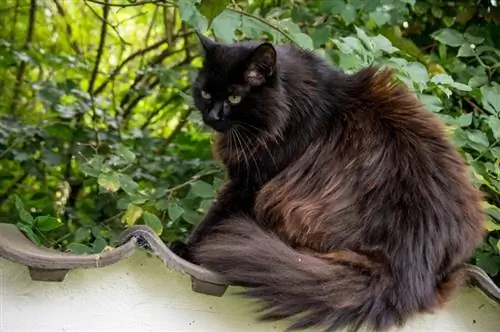 kucing hitam di luar rumah