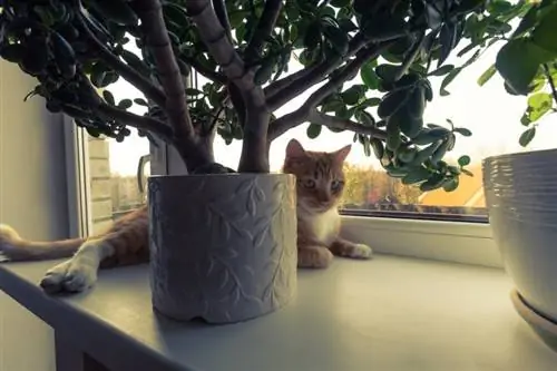 gato acostado debajo de la planta de jade