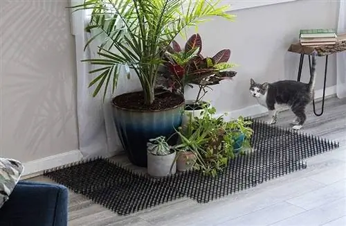 kucing menjauh dari tanaman karena tikar gores