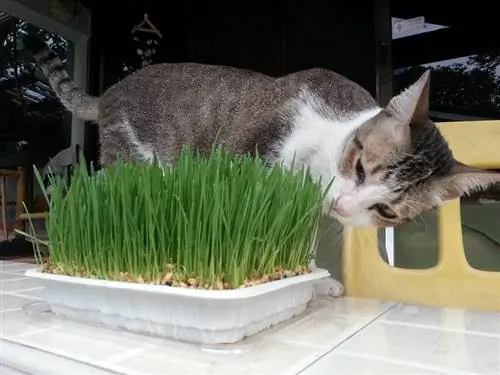 kucing makan rumput gandum muda