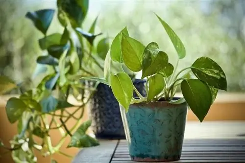 planta pothos al aire libre