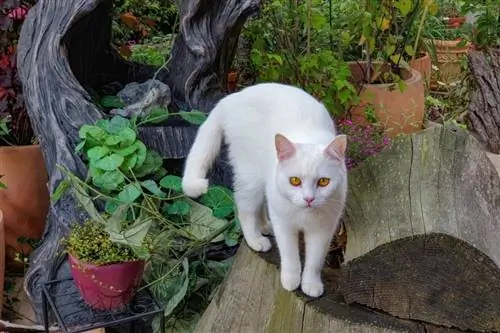 gato doméstico de pelo corto en el jardín