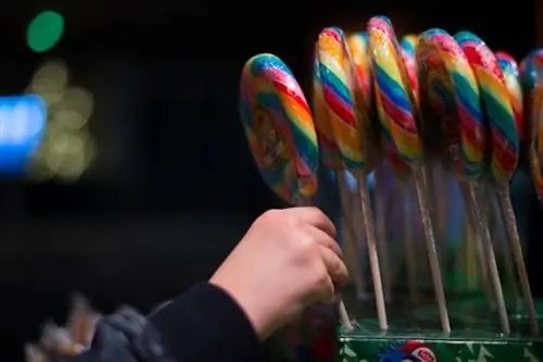 Kunnen katten lollies eten? Potentiële gezondheidsrisico's