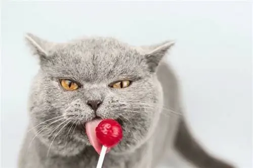 Grijze kat die op een rode lolly likt