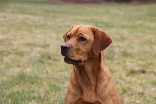 anjing labrador rubah merah