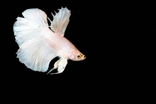 betta pacifique blanc