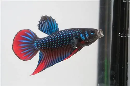 betta pacifique rouge