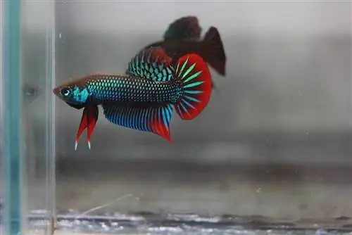 Betta paisible dans un aquarium