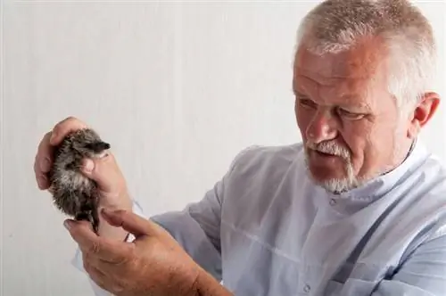 Männlicher Tierarzt untersucht neugeborenen Igel