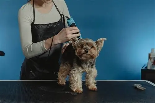 Wanita merawat anjing coklat hitam