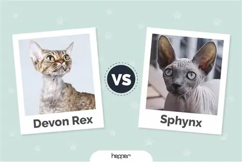 Devon Rex Cat vs Sfinksi kass: pildid, erinevused, & Kumba valida