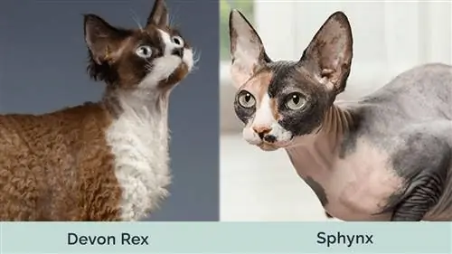 hình ảnh đặc trưng của devon rex vs sphynx