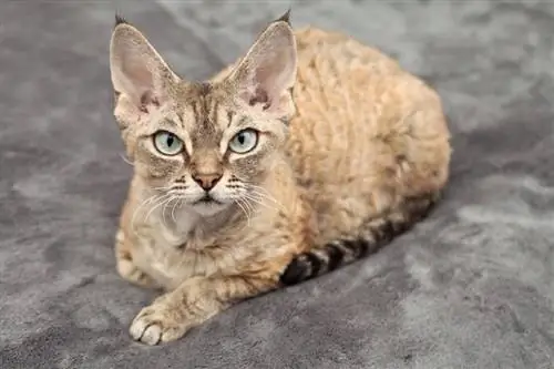 Devon rex tabby katė guli ant minkštos antklodės