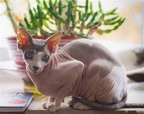 القط sphynx