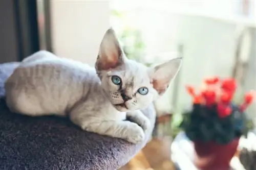 anak kucing devon rex